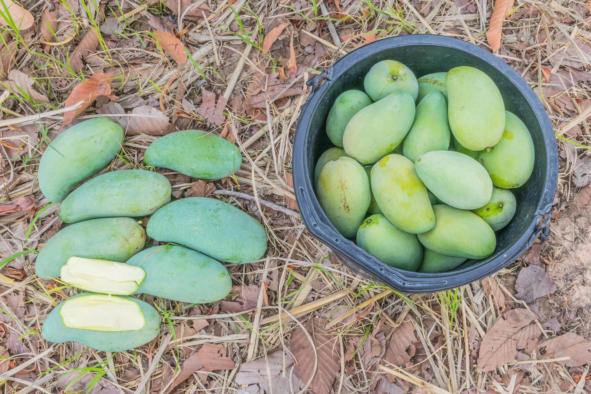 Khieo Sawoei Sampran Mango